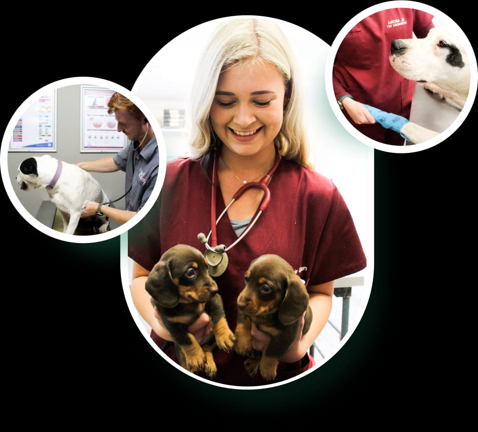 Pietersburg Veterinary Clinic