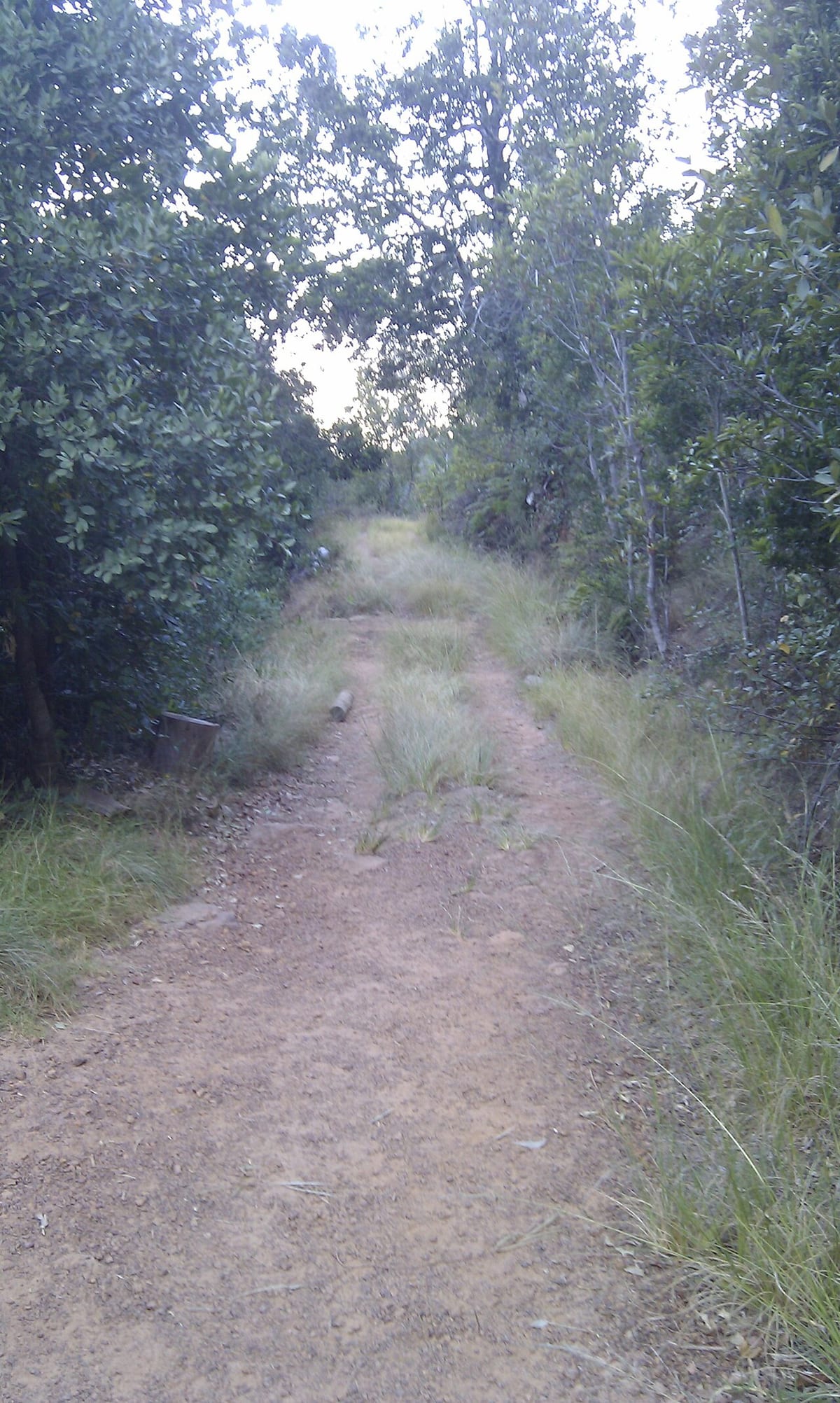 Newlands Forest