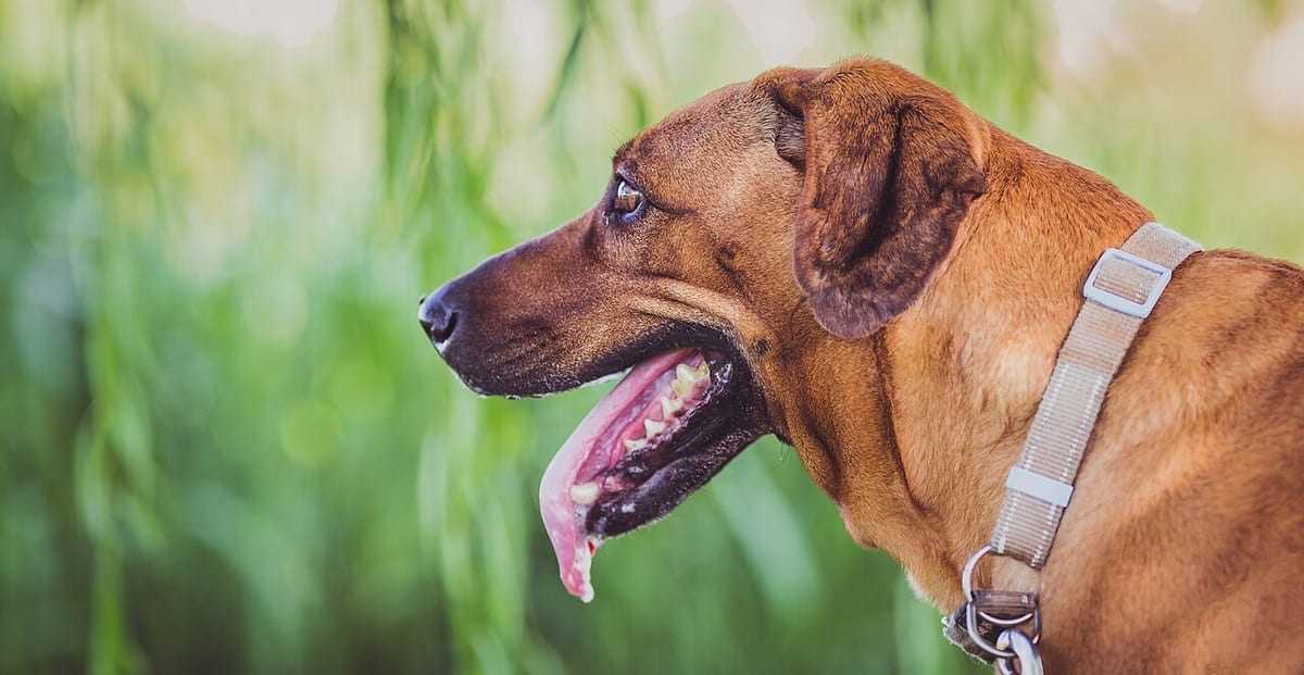 Walkhaven Dog Park